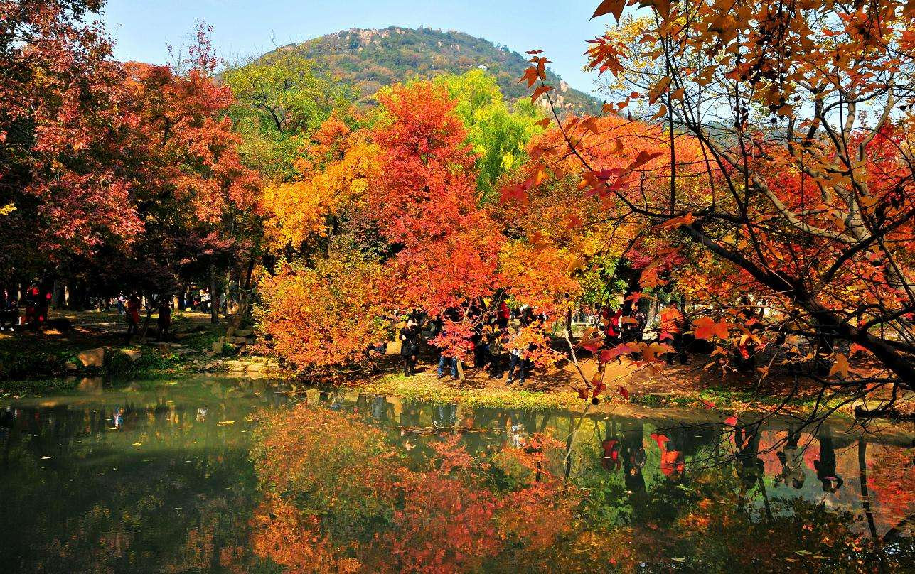 苏州秋天最美的20条路 - 游在苏州 - 旅游 - 姑苏网